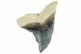 Fossil Shark Tooth (Hemipristis) - Bone Valley, Florida #258193-1